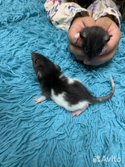 Крысята дамбо