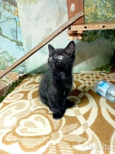 Котëнок в дар