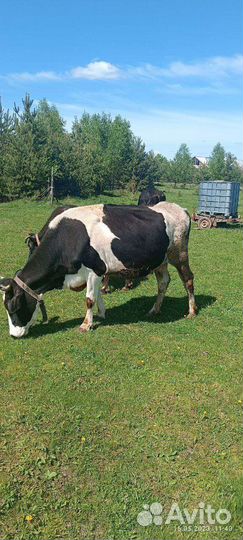 Корова стельная