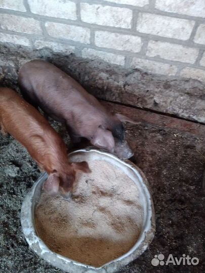 Продаются поросята породы дюрок. Возраст 50 дней