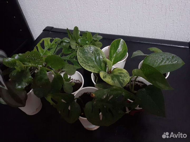 Комнатные растения цветы