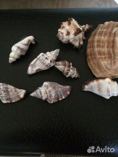 Морские ракушки раковины