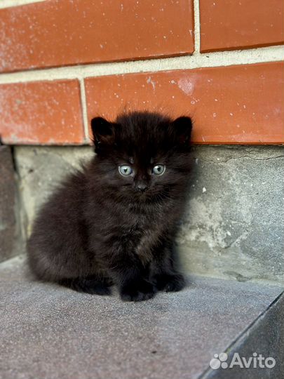 Коты и кошки бесплатно