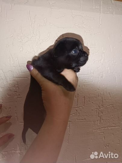 Щенки чихуахуа