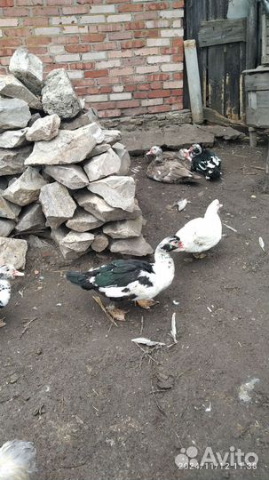 Мускусные утки