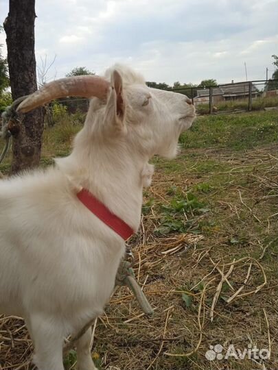 Зааненские козы дойные