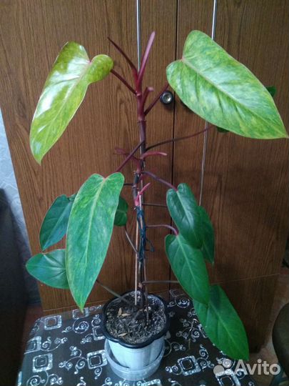 Комнатные растения