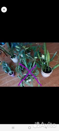 Домашнме цветы разные Денежное дерево Толстянка