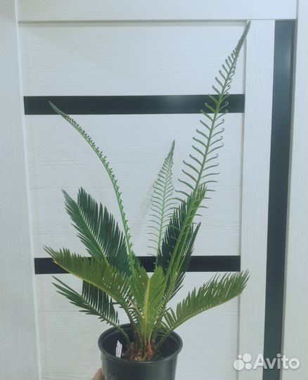 Цикас революта