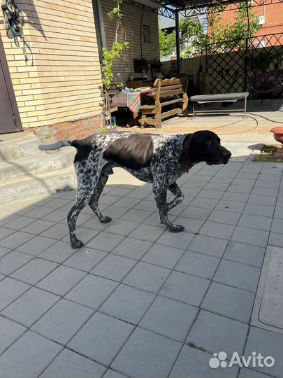 Курцхаар, вязка, кабель