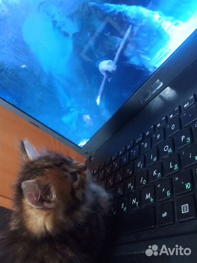 Пушистый котенок