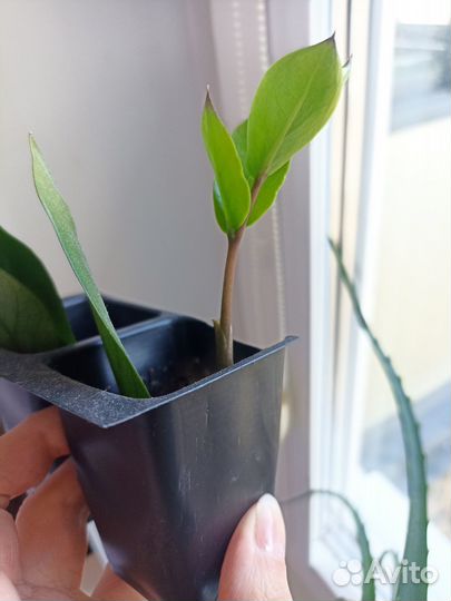 Замиокулькас