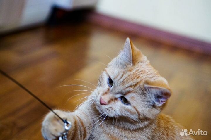 Рыжая девочка Плюша