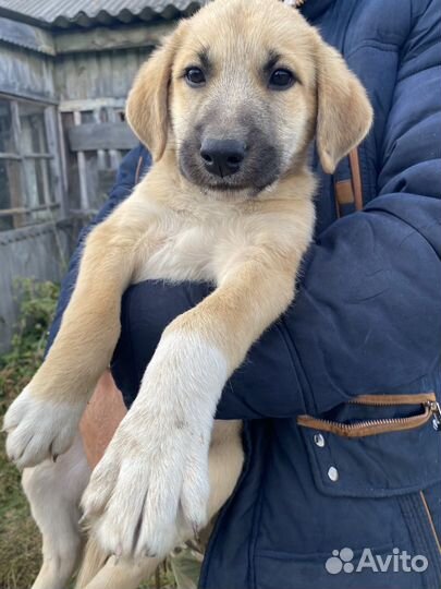 Щенки в добрые руки даром