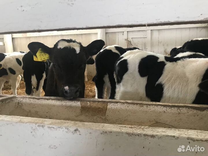 Телята телки бычки