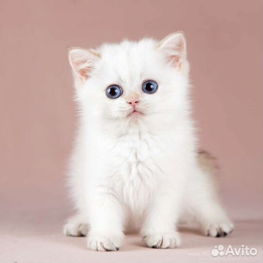 Мальчик золотой колор поинт Yakhont Apple Wood