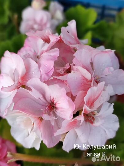 Пеларгонии сортовые