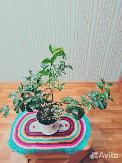 Комнатные растения цветы