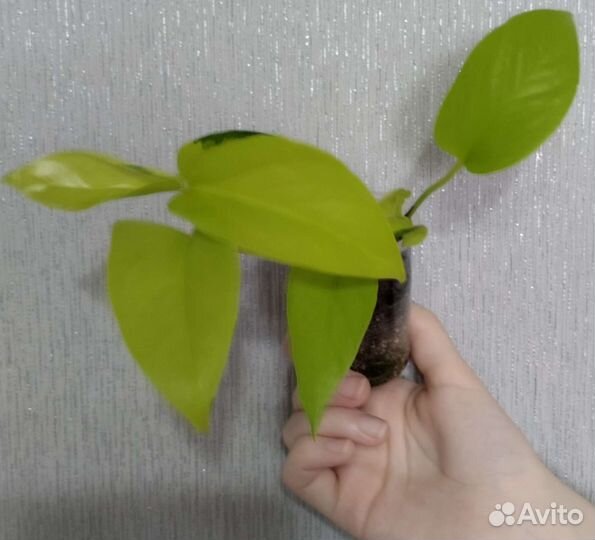 Эпипремнум. Сциндапсус Трейби Экзотика