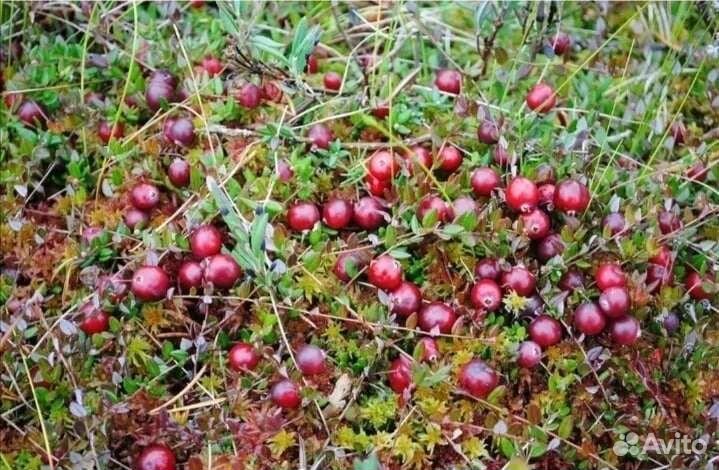 Свежая клюква