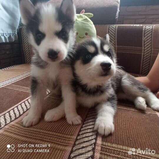 Сибирский хаски