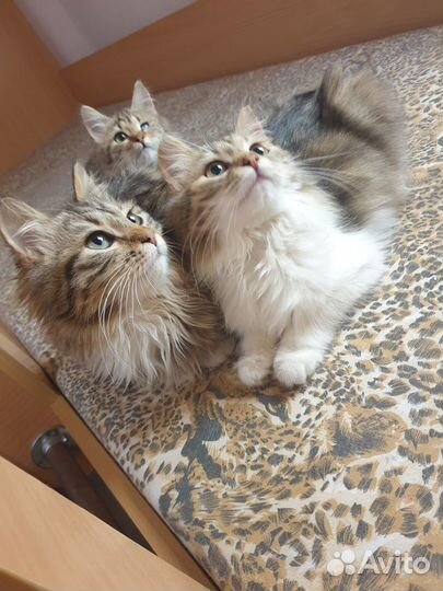 Пушистые котята в добрые руки
