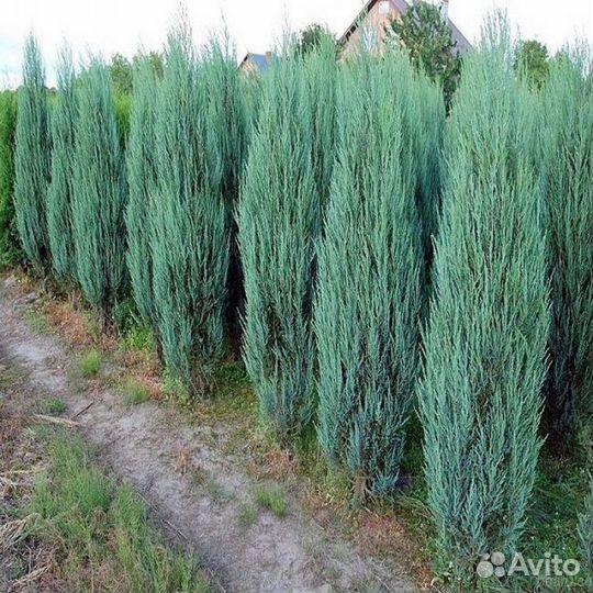 Можжевельник Блю Эрроу от 5 штук