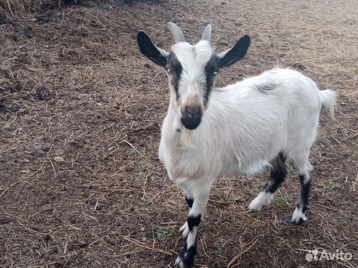 Коза и козлик
