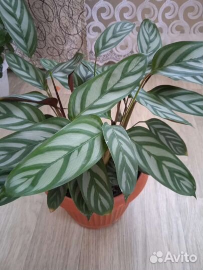 Комнатные цветы