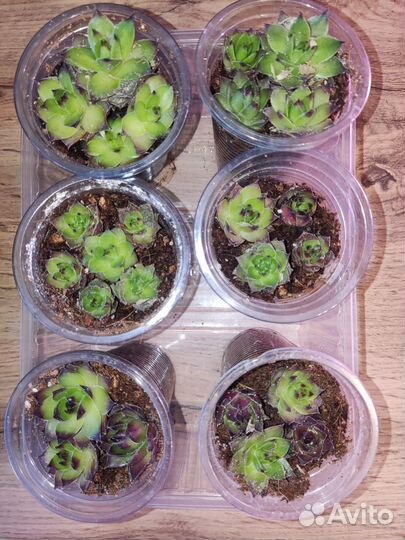 Молодило каменная роза