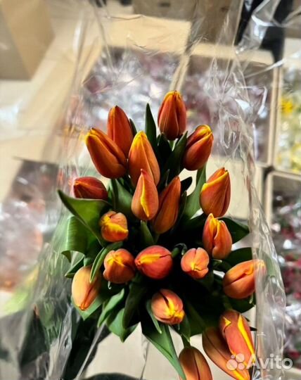 Тюльпаны микс