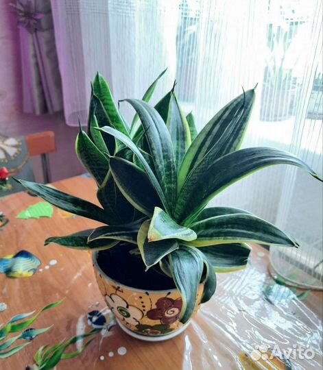 Сансевиерия сортовая