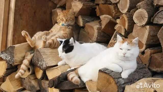 Дрова колотые