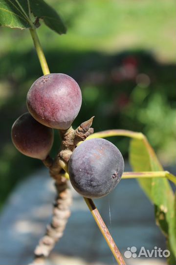 Саженцы инжира - эффектный подарок