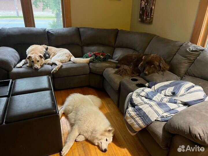 Зоогостиница