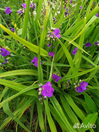 Растения для сада