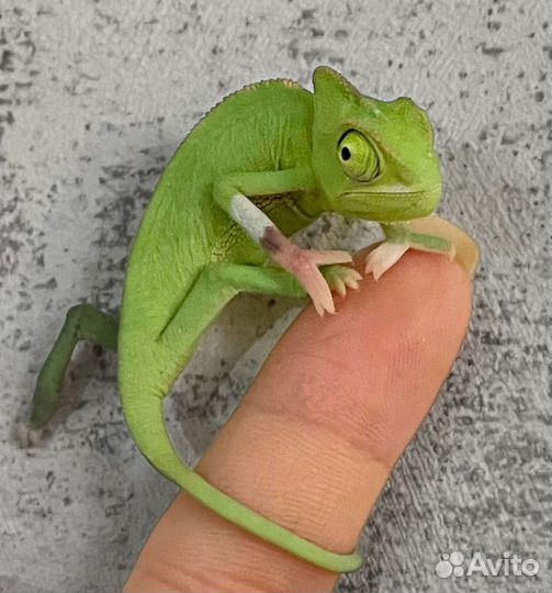 Йеменский хамелеон pied