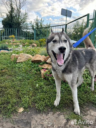 Хаски Алтай