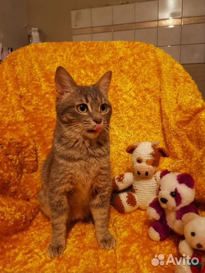 Кошка подросток