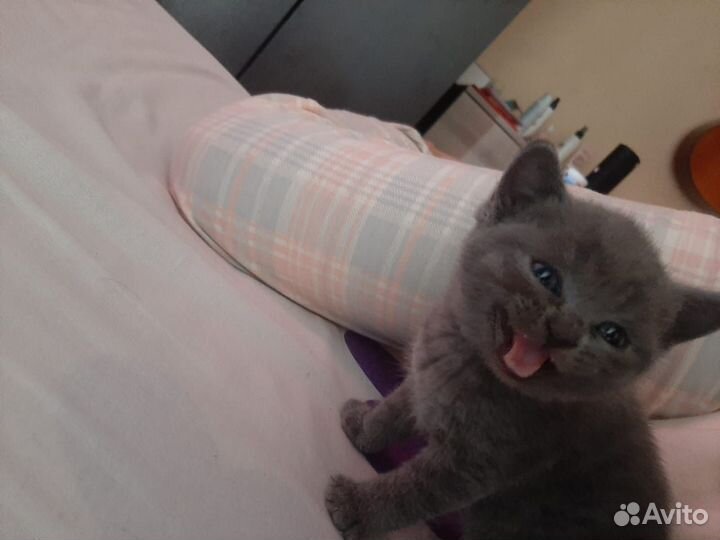 Британские вислоухие котята