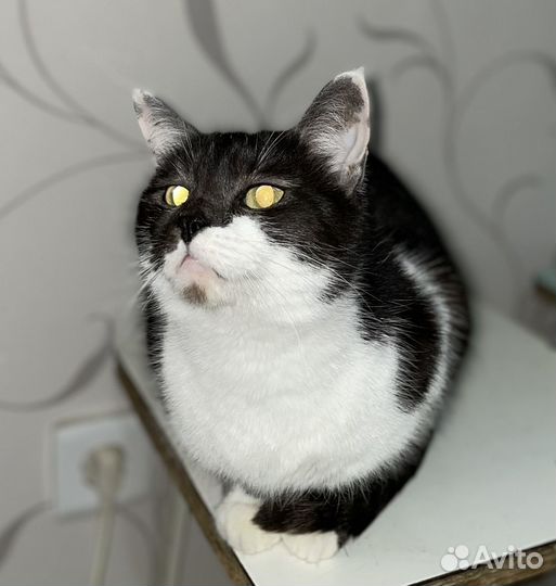 Кошки в самые добрые руки бесплатно