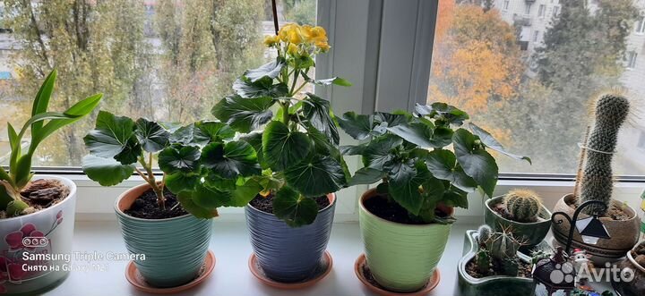 Бегония элатиор