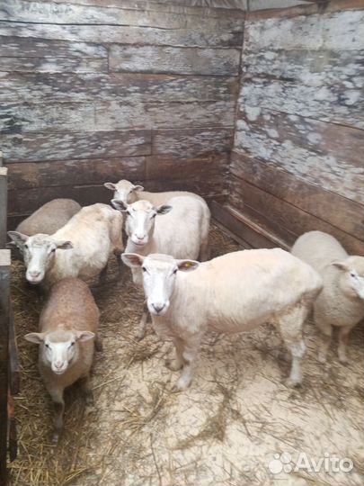 Овцы 2023г. 300 ягнята 2-4мес. договорная
