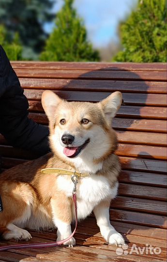 Вельш-корги пемброк мальчик