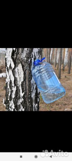 Березовый сок