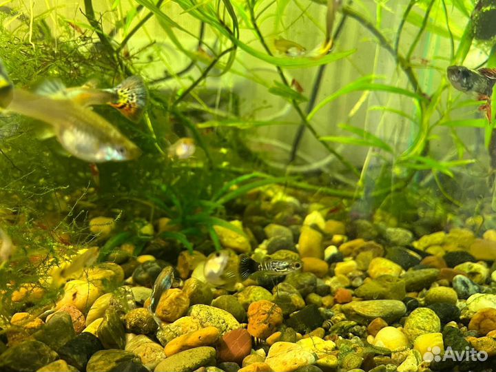 Гуппи Ассорти