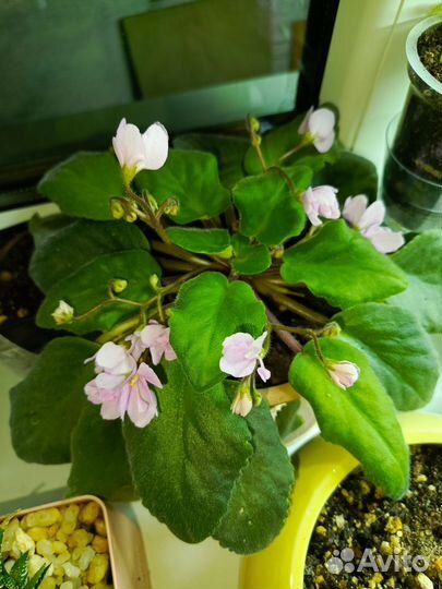 Фиалка розовая