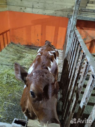 Телки айширские на племя