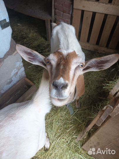 Коза дойная, козлик