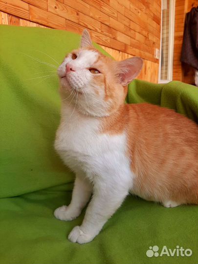 Эмиль в добрые руки